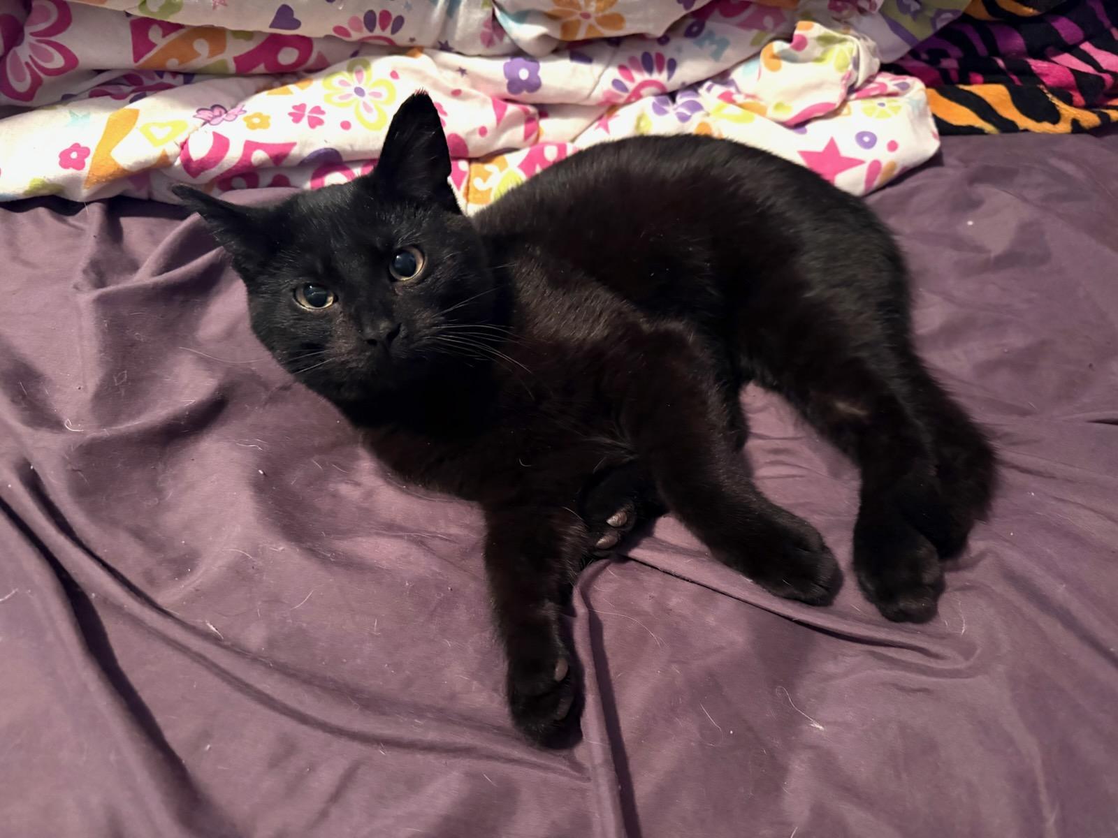 Enlarge Magic ADOPTED:), an adopted Domestic Short Hair in Waverly, IA image 5/5