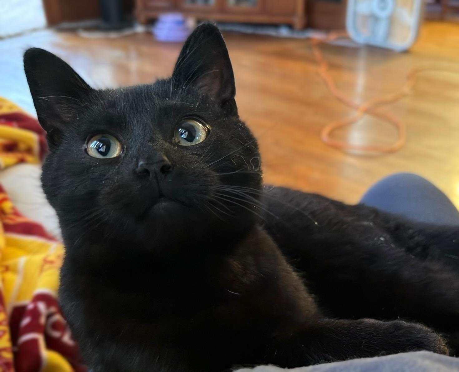 Enlarge Magic ADOPTED:), an adopted Domestic Short Hair in Waverly, IA image 1/5