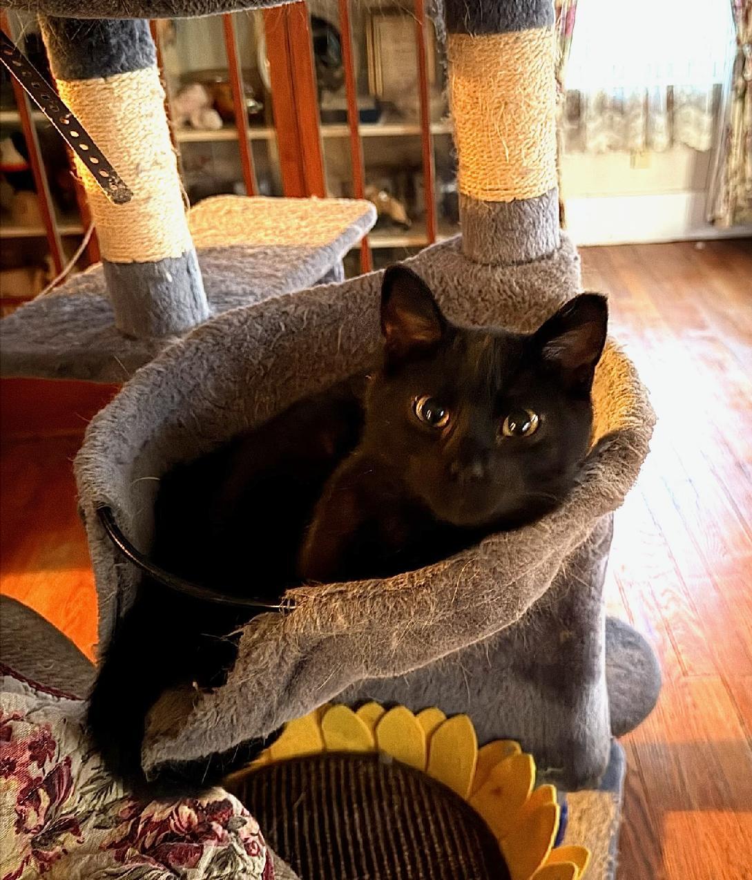 Enlarge Magic ADOPTED:), an adopted Domestic Short Hair in Waverly, IA image 2/5