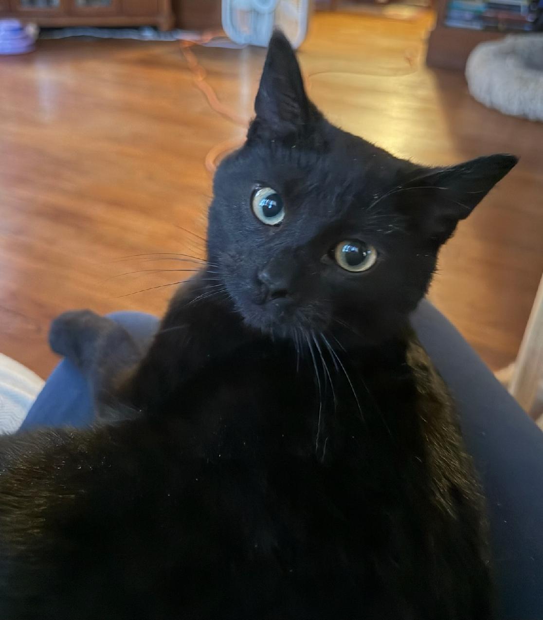 Enlarge Magic ADOPTED:), an adopted Domestic Short Hair in Waverly, IA image 3/5