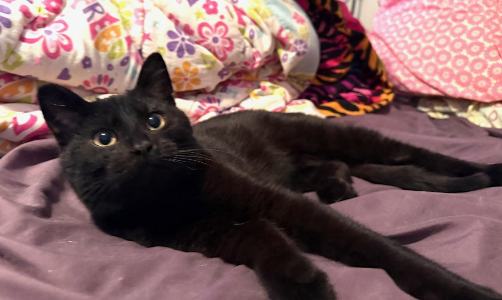 Enlarge Magic ADOPTED:), an adopted Domestic Short Hair in Waverly, IA image 4/5