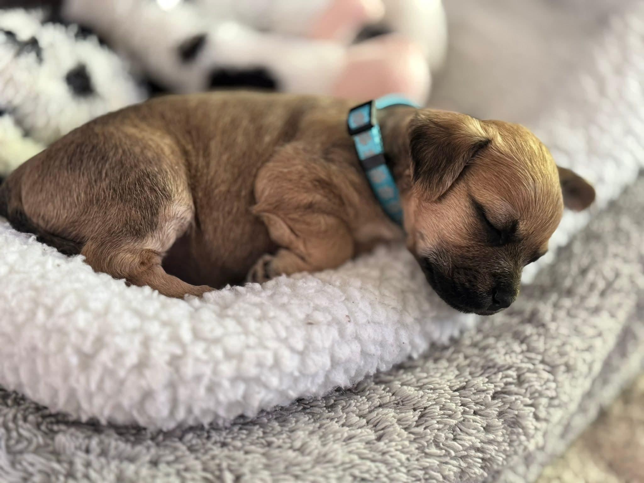 Sally Carrera, Adopted, Young Female Miniature Poodle & Chihuahua.