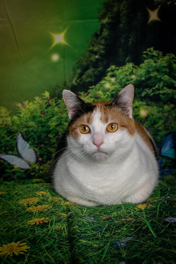 Miss Lizzy, a Adoptable Domestic Short Hair in Richardson, TX image 2/6