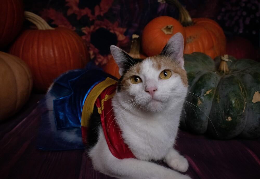 Enlarge Miss Lizzy, a Adoptable Domestic Short Hair in Richardson, TX image 1/2