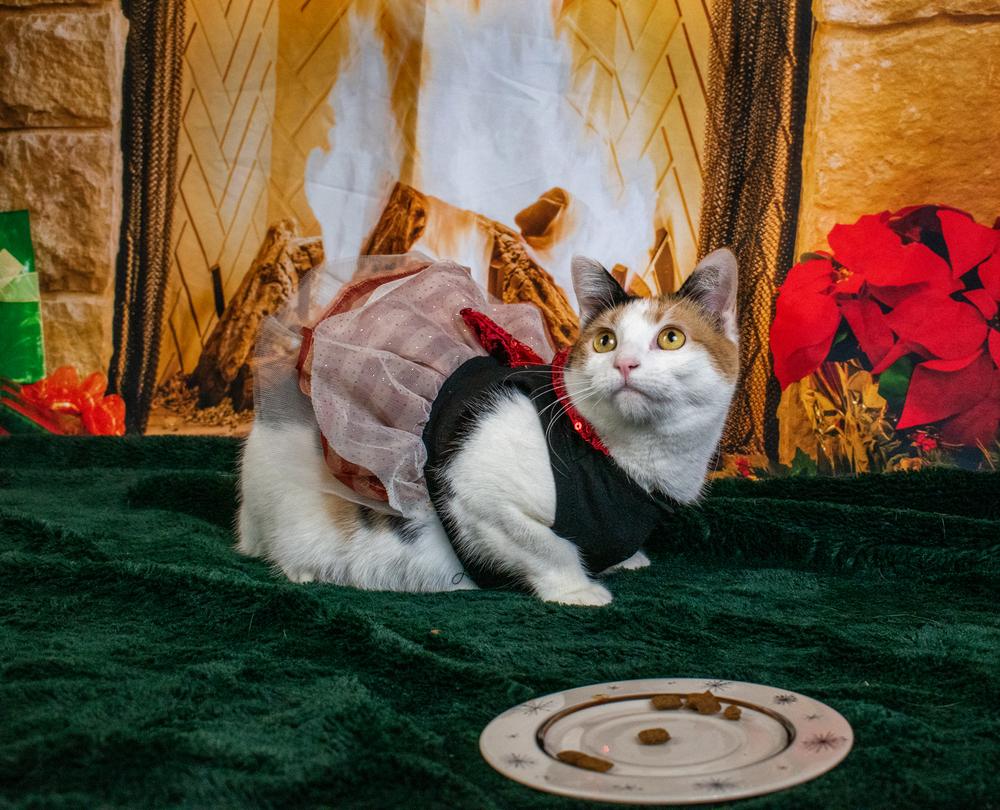 Miss Lizzy, a Adoptable Domestic Short Hair in Richardson, TX image 3/6