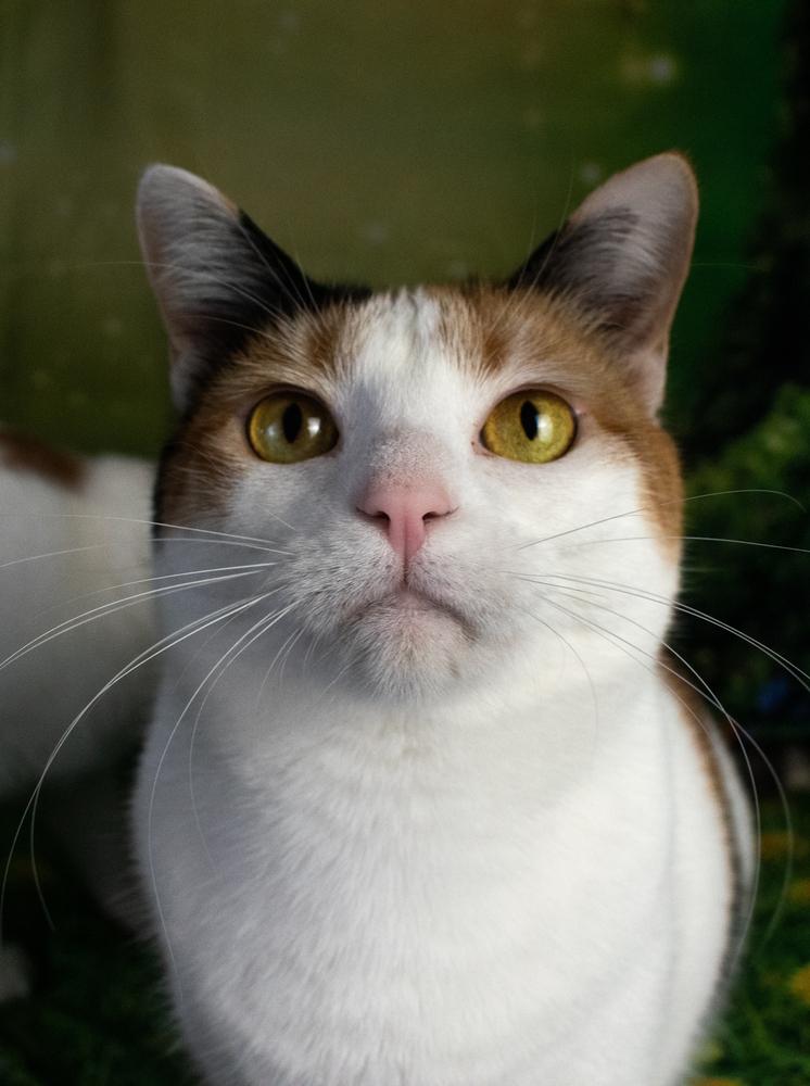 Miss Lizzy, a Adoptable Domestic Short Hair in Richardson, TX image 4/6