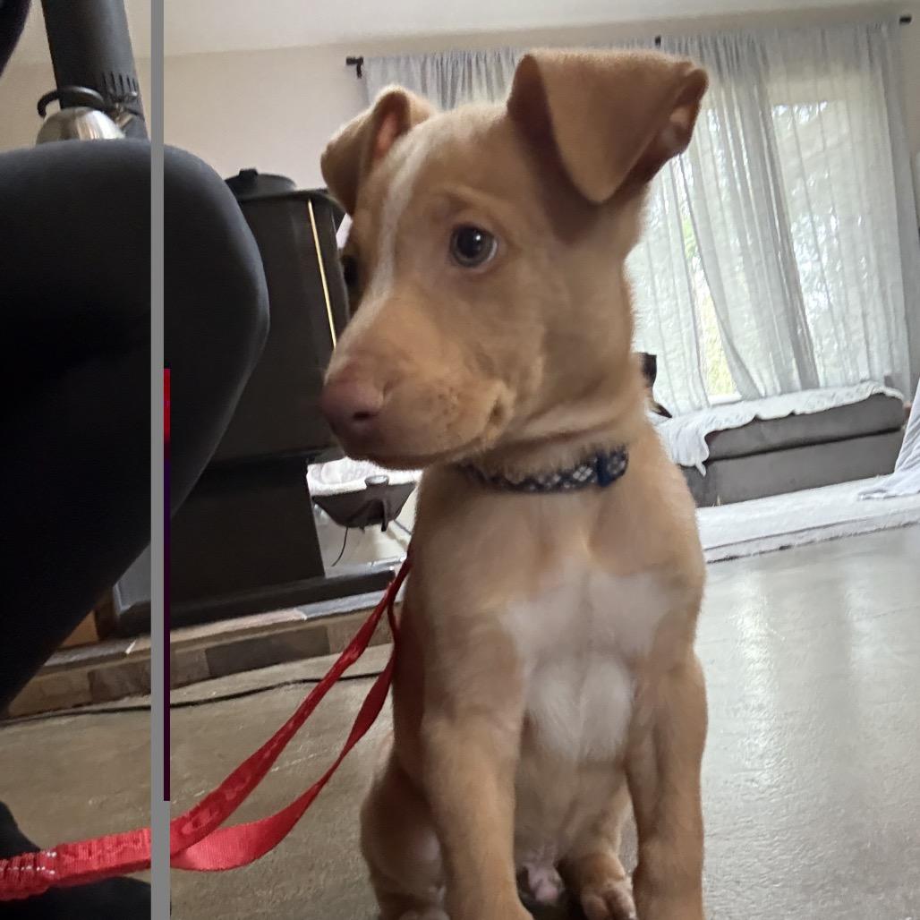 Big Red, Adoptable, Puppy Male Labrador Retriever.