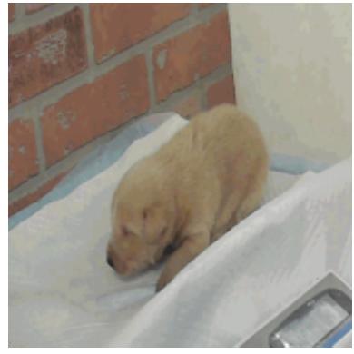 Enlarge Big Red, a Adoptable mixed breed in Tacoma, WA image 2/4