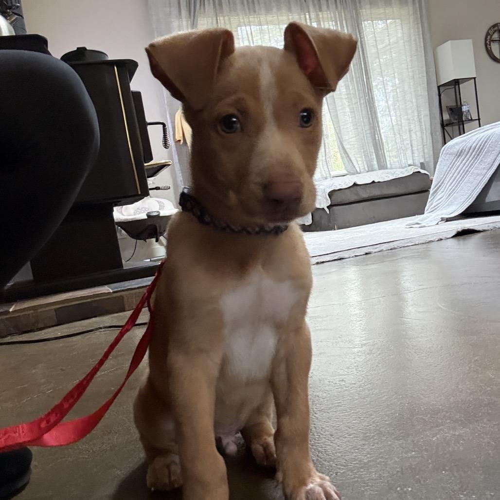 Enlarge Big Red, a Adoptable mixed breed in Tacoma, WA image 3/4