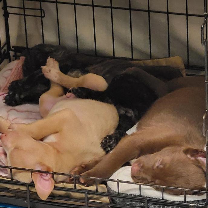 Enlarge Big Red, a Adoptable mixed breed in Tacoma, WA image 4/4