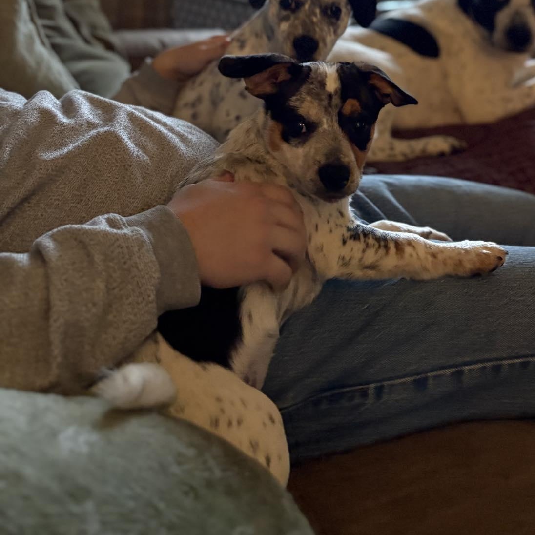 Enlarge Zuma, a ADOPTABLE mixed breed in Salem, OR image 3/5