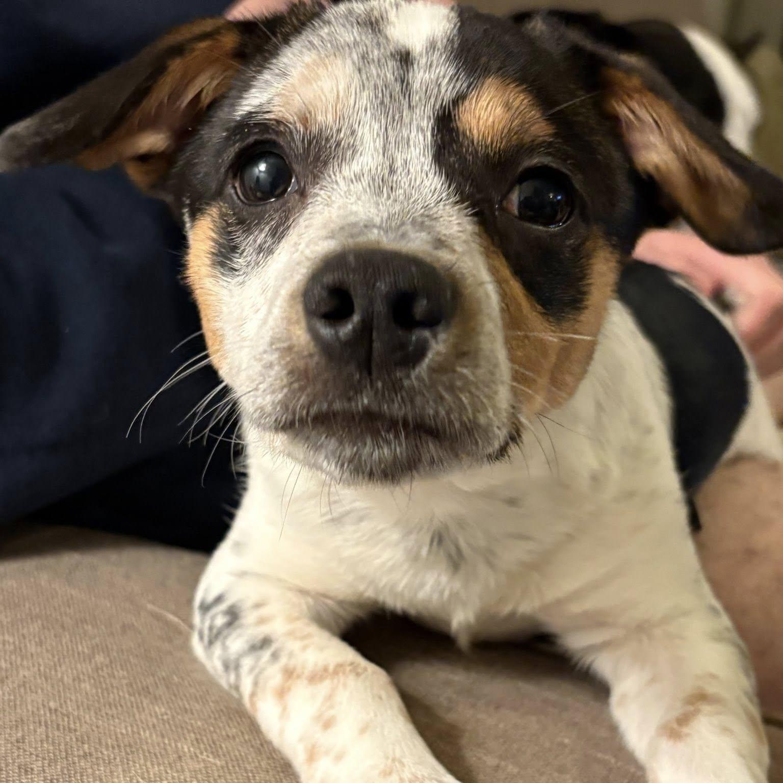Zuma, ADOPTABLE, Puppy Male Australian Cattle Dog / Blue Heeler.