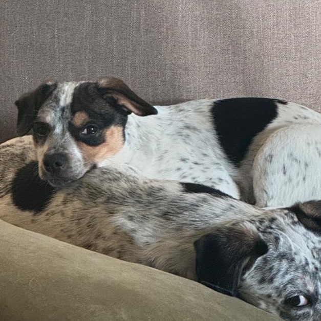 Enlarge Zuma, a ADOPTABLE mixed breed in Salem, OR image 5/5