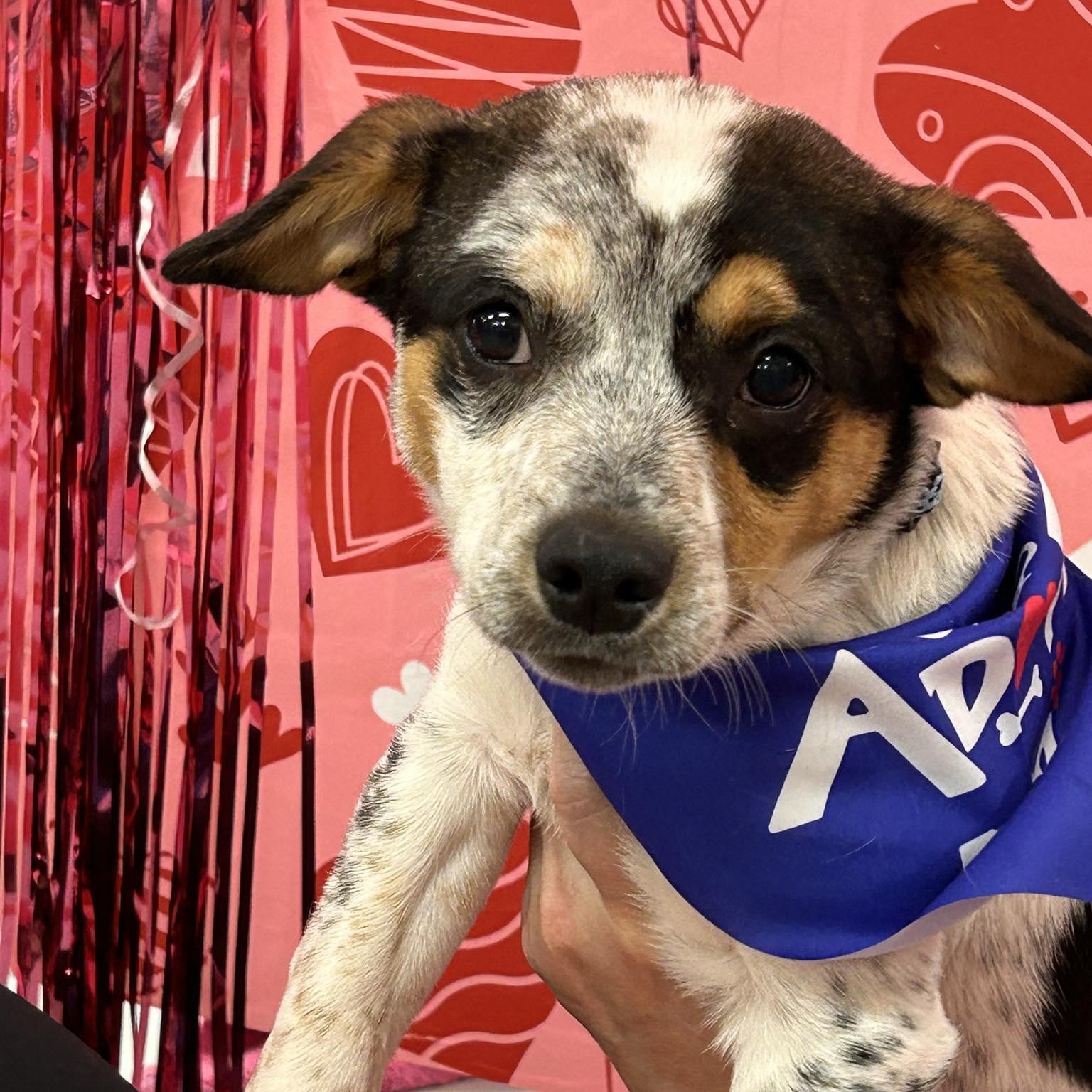 Enlarge Zuma, a ADOPTABLE mixed breed in Salem, OR image 2/5