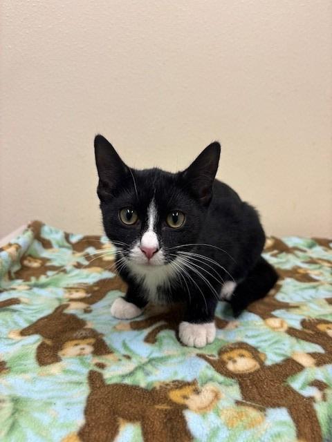 Enlarge Magnus, a Adoptable mixed breed in Ladysmith, WI image 2/2