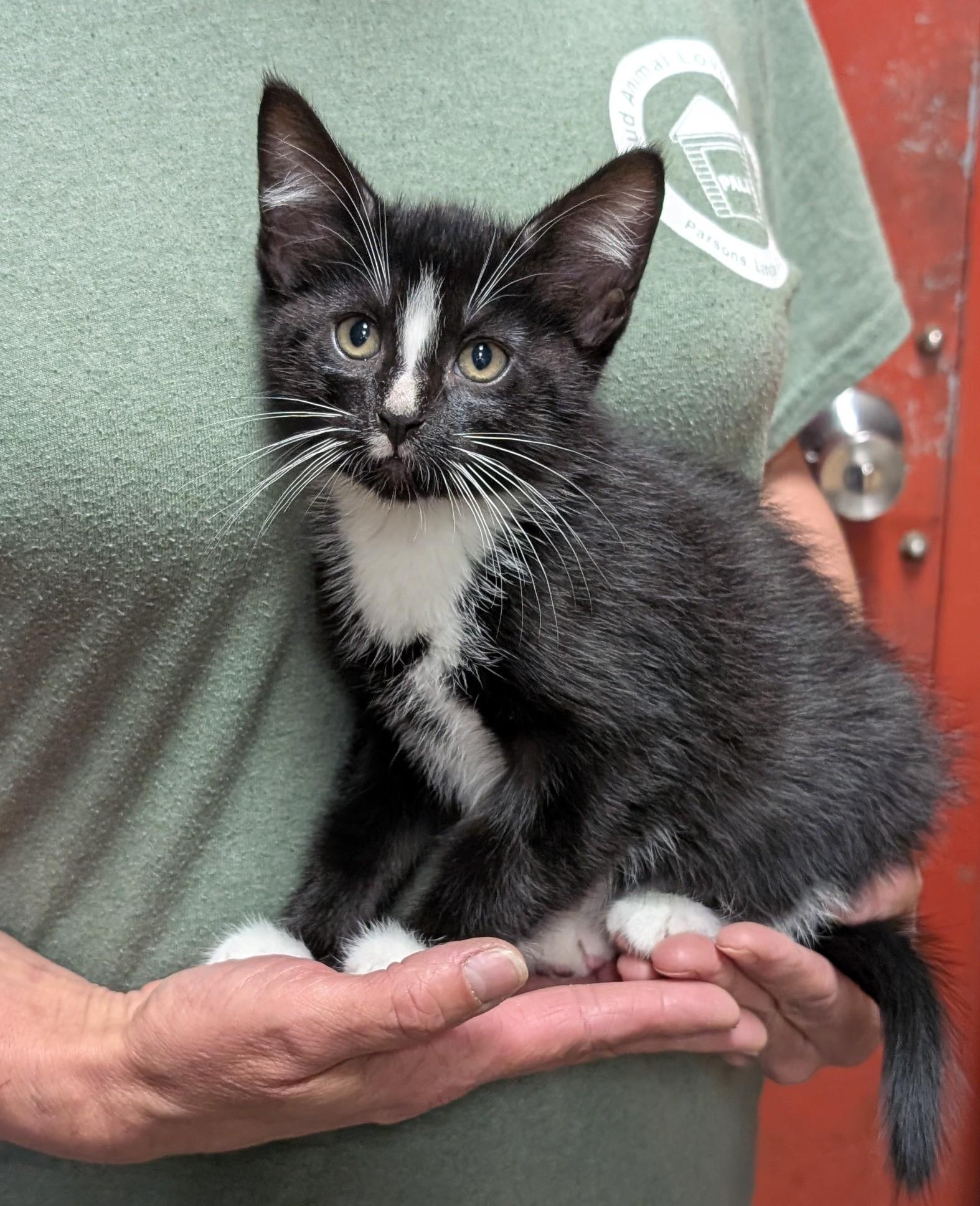 Nix, ADOPTABLE, Kitten Male Domestic Short Hair.