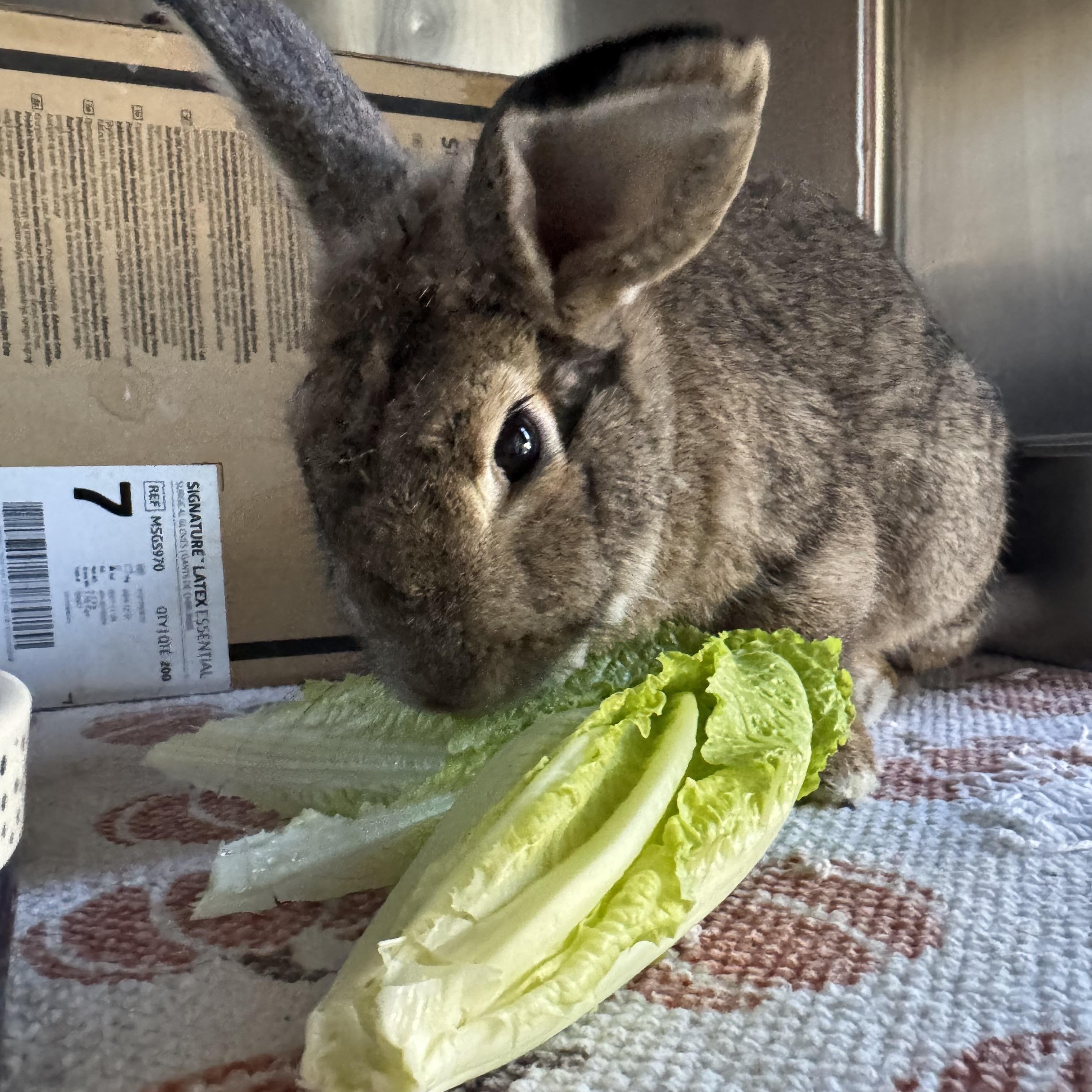 Enchilada , an adopted mixed breed in Ponchatoula, LA image 2/4