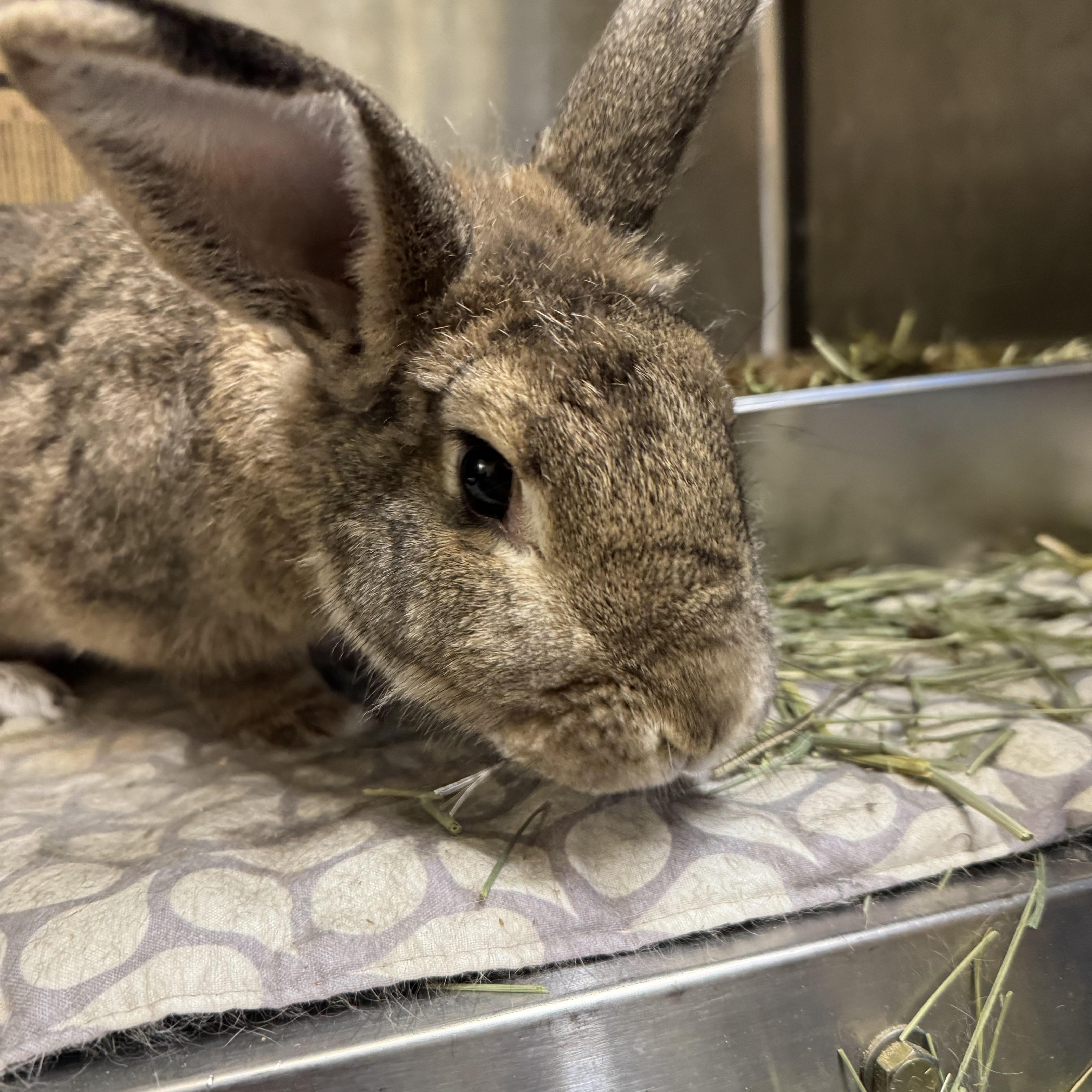 Enchilada , an adopted mixed breed in Ponchatoula, LA image 3/4