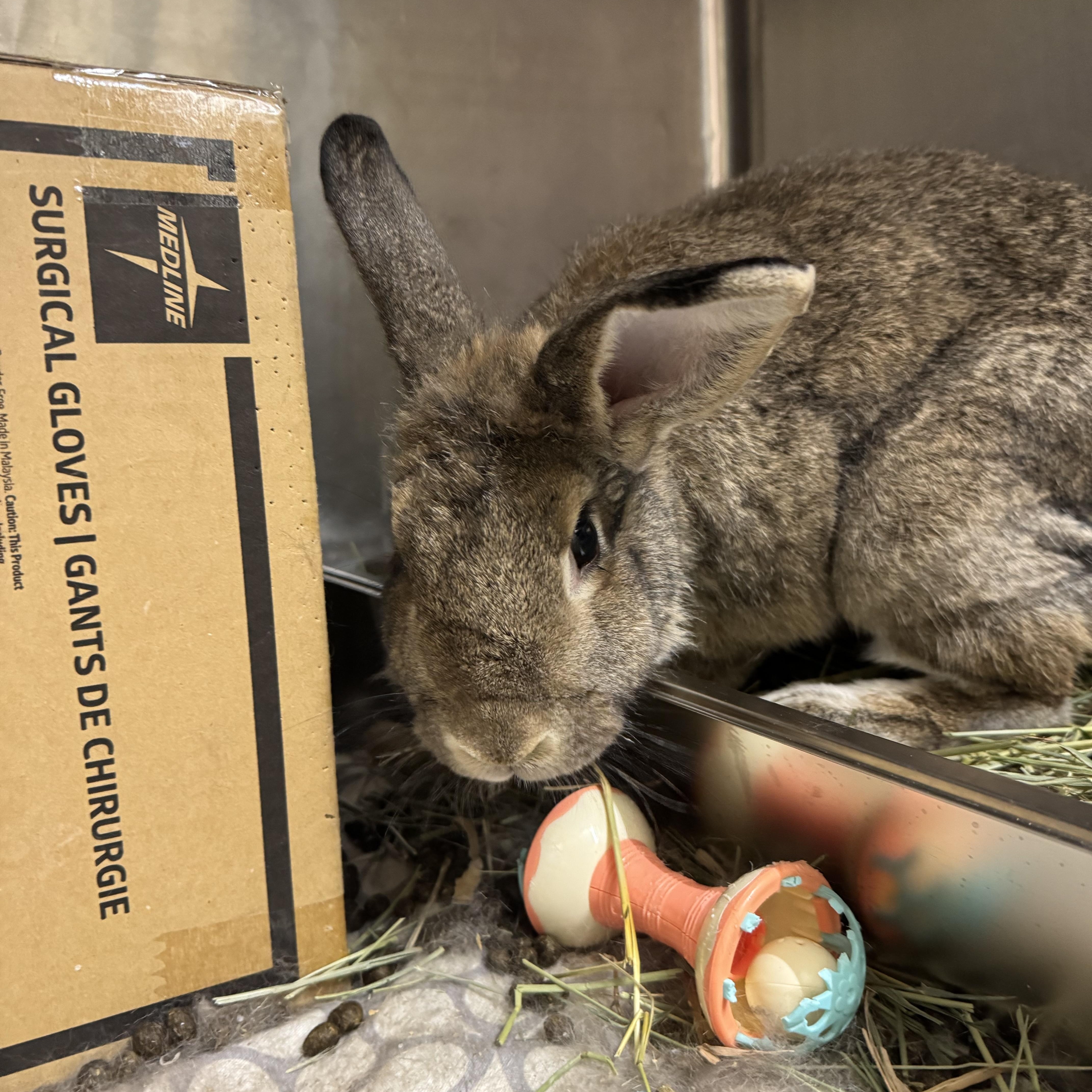 Enchilada , an adopted mixed breed in Ponchatoula, LA image 4/4