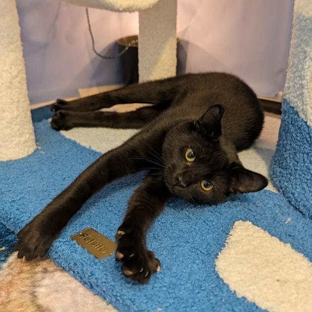 Caraxes, Adoptable, Kitten Male Domestic Short Hair & Bombay.