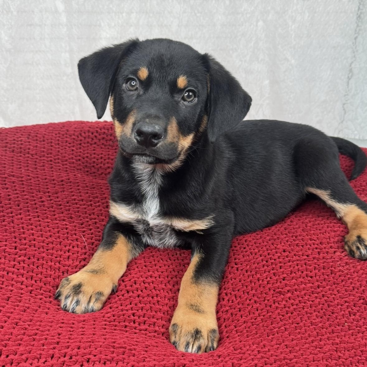 Enlarge Wally, a Adoptable mixed breed in Bloomington, IL image 1/6