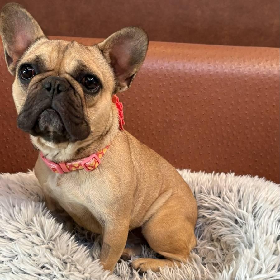 Enlarge Midge, a ADOPTABLE French Bulldog in Folsom, CA image 2/2