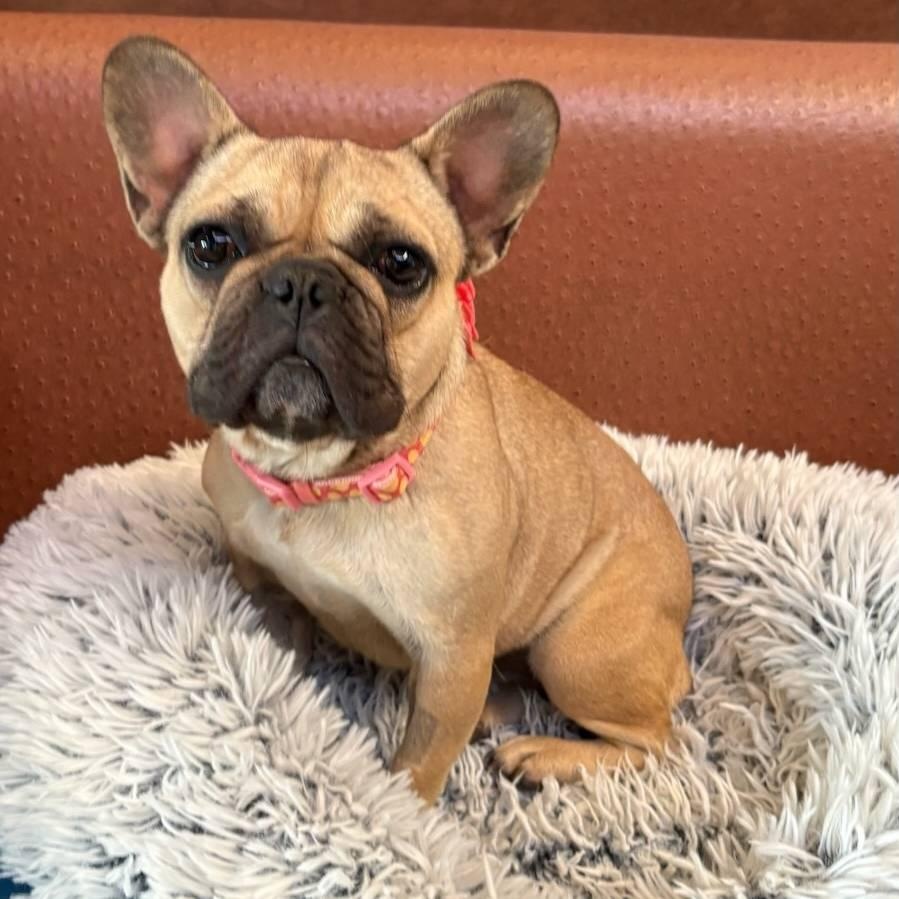 Enlarge Midge, a ADOPTABLE French Bulldog in Folsom, CA image 1/2