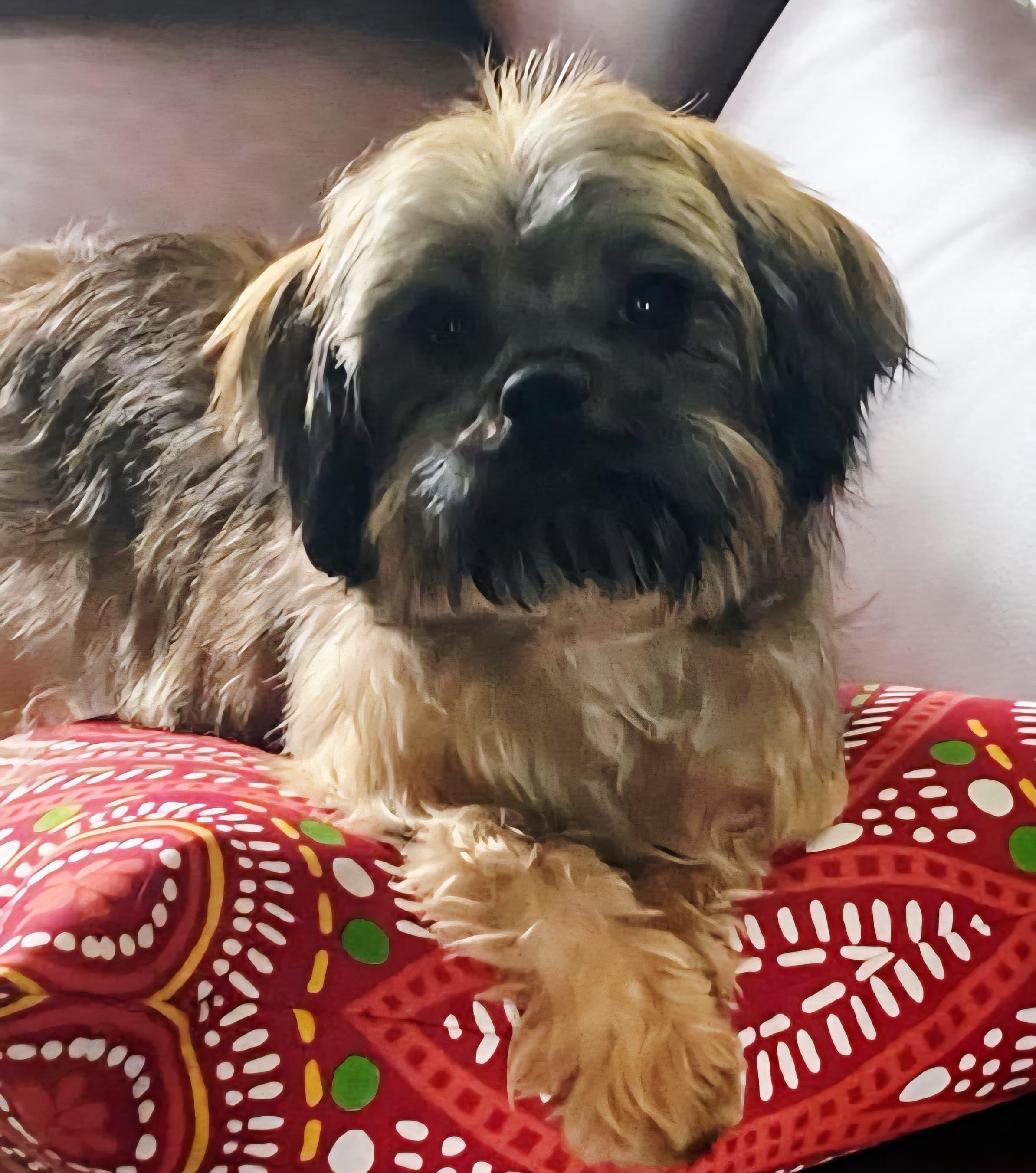 GYPSY, adoptable, Young Female Shih Tzu & Yorkshire Terrier.