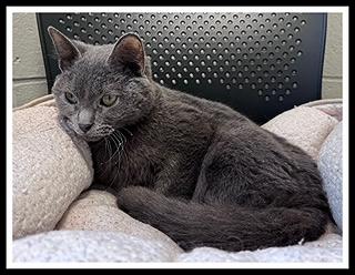 Enlarge NINETEEN, a Adoptable Domestic Short Hair in Peoria, IL image 1/1