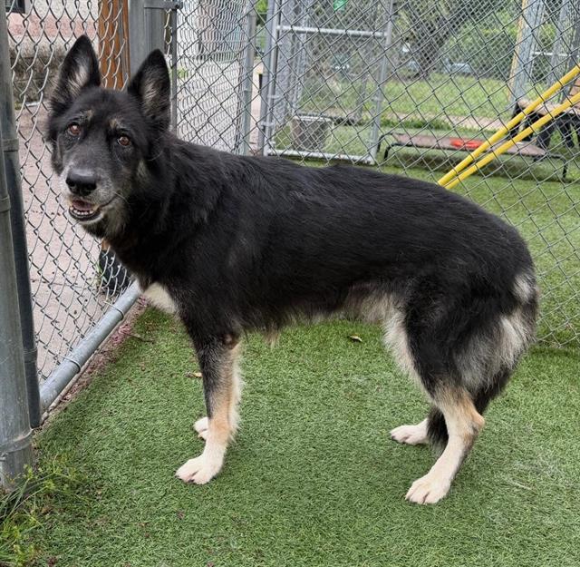 STELLA, Adoptable, Adult Female Mixed Breed.