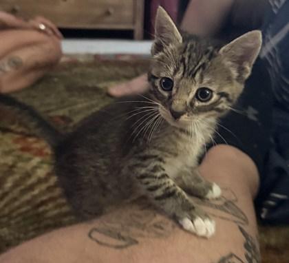 Brutus, Adopted, Kitten Male Domestic Short Hair.