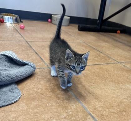 Enlarge Brutus, a Adopted Domestic Short Hair in Haltom City, TX image 2/2