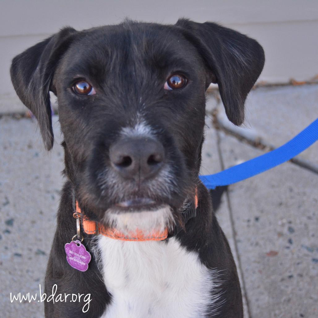 Enlarge Jacob, a Adoptable German Wirehaired Pointer in Cheyenne, WY image 1/2