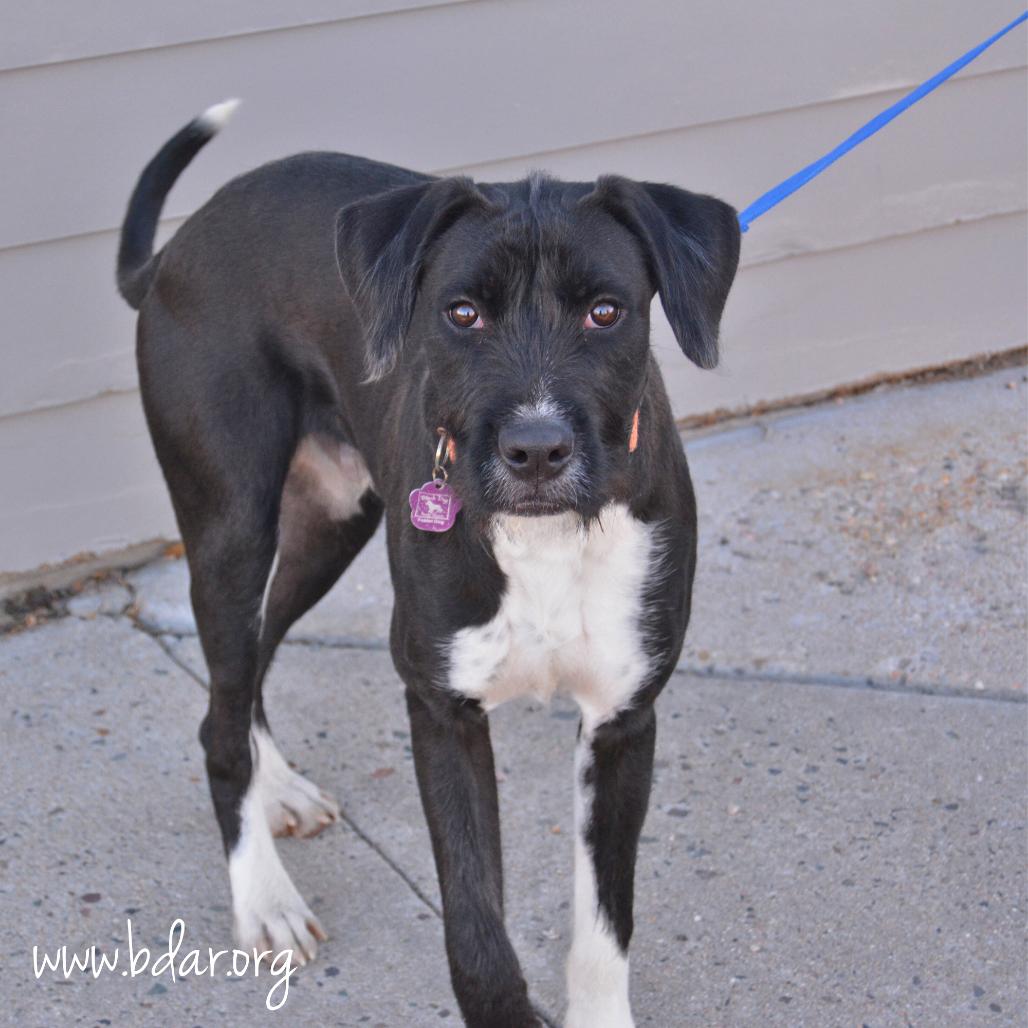 Enlarge Jacob, a Adoptable German Wirehaired Pointer in Cheyenne, WY image 2/2