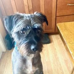 Patch Needs A Foster or Forever Home!, Adoptable, Adult Male Terrier.