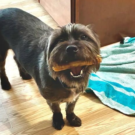 Patch Needs A Foster or Forever Home!, Adoptable, Adult Male Terrier.