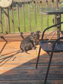 Patch Needs A Foster or Forever Home!