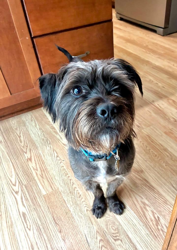 Enlarge Patch Needs A Foster or Forever Home!, a Adoptable mixed breed in Collingswood, NJ image 3/3