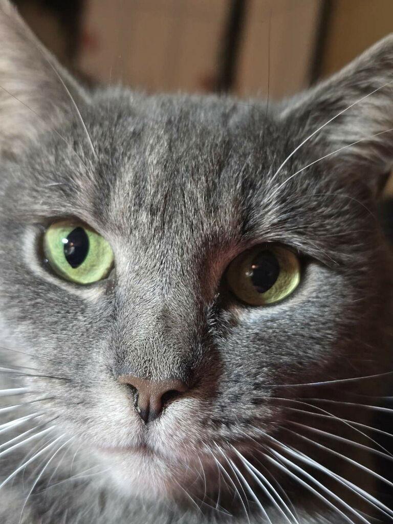 Violet, Adoptable, Young Female Domestic Short Hair.