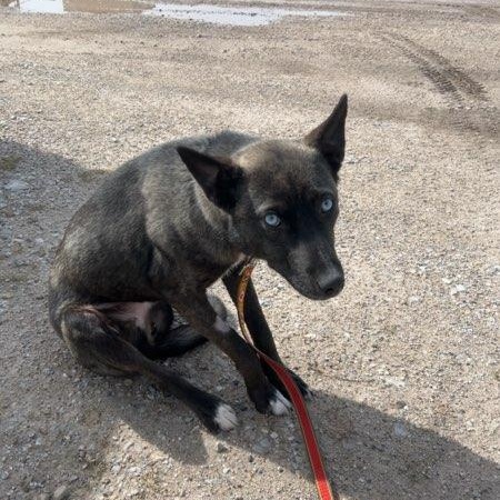 Enlarge Nikki, a Adopted mixed breed in St. Ignace, MI image 1/2