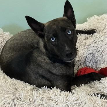 Enlarge Nikki, a Adopted mixed breed in St. Ignace, MI image 2/2