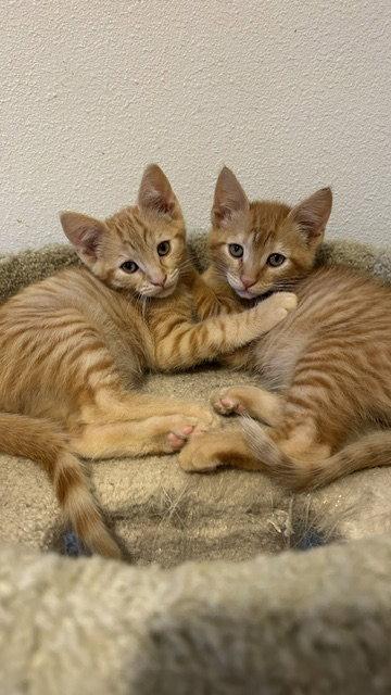 Enlarge Cody & Webster (Courtesy Post), a Adoptable Domestic Short Hair in San Jose, CA image 1/1