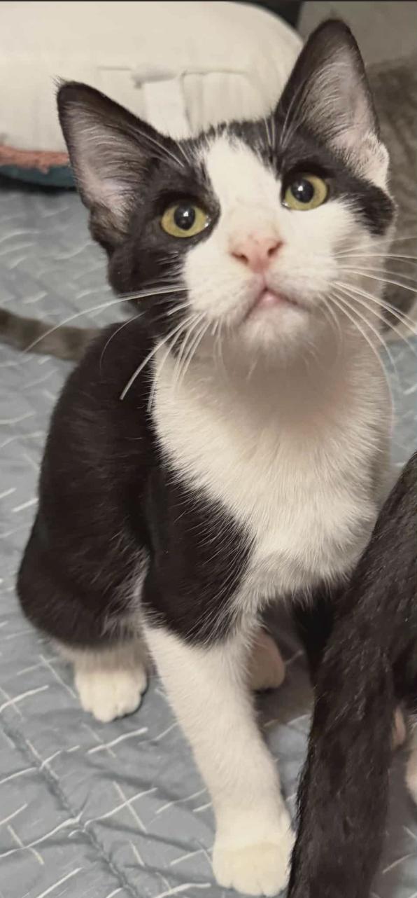 Graham, Adoptable, Kitten Male Domestic Short Hair.