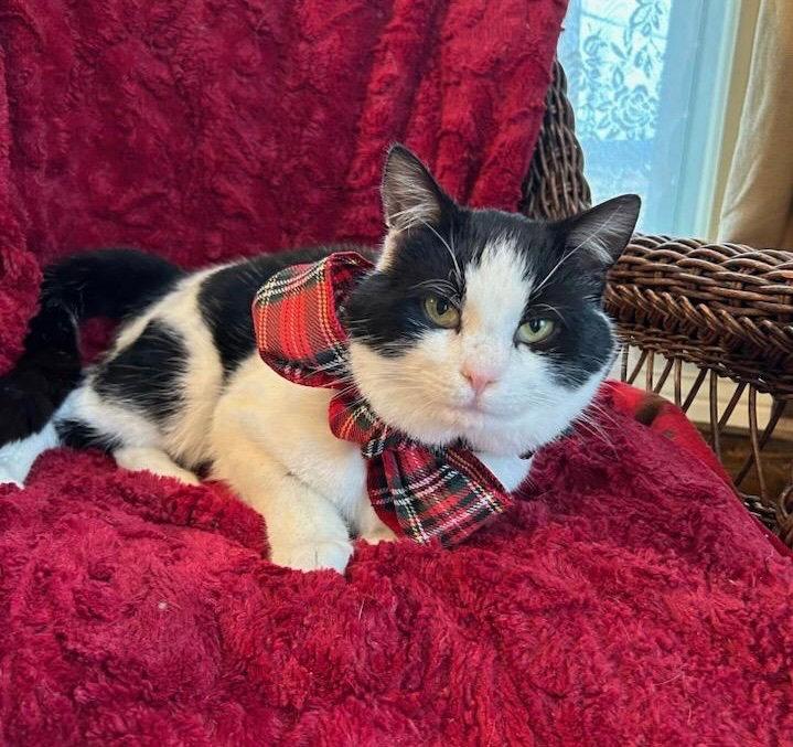 Tux, Adopted, Young Male Domestic Short Hair.