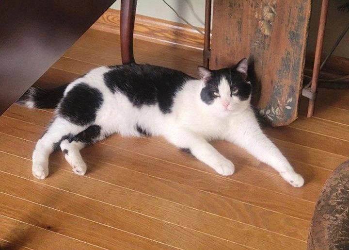 Enlarge Tux, a Adopted Domestic Short Hair in Reston, VA image 2/3