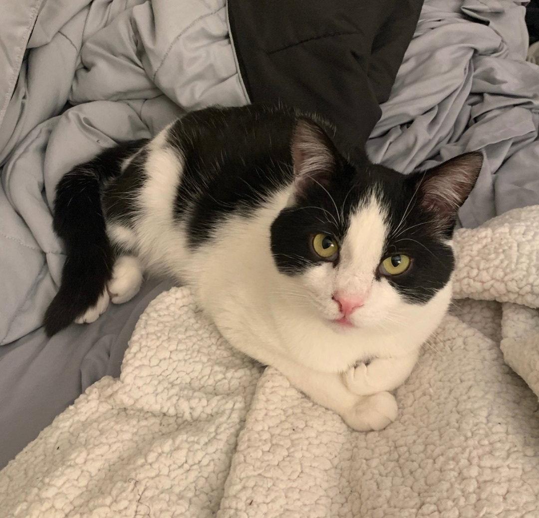 Enlarge Tux, a Adopted Domestic Short Hair in Reston, VA image 3/3