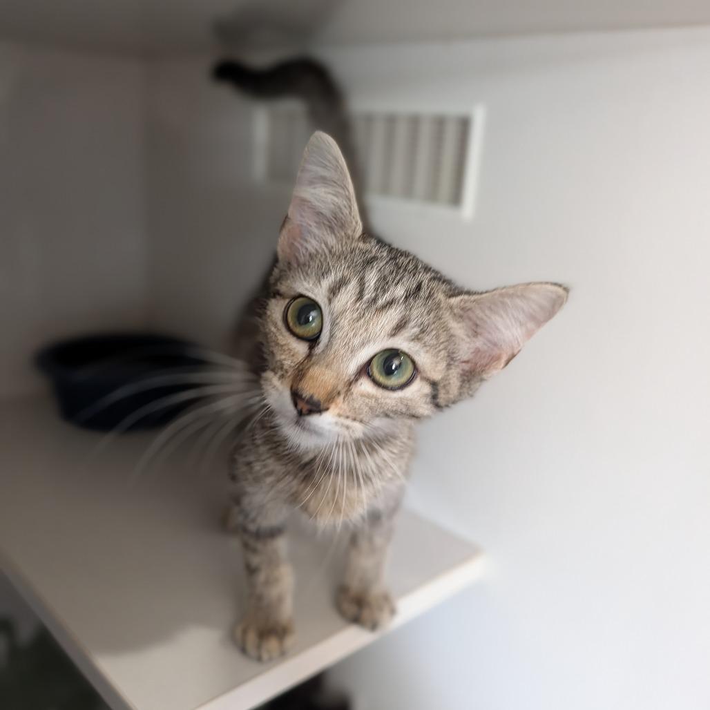 Enlarge Torchic, a ADOPTABLE Domestic Short Hair in Cape Girardeau, MO image 2/3