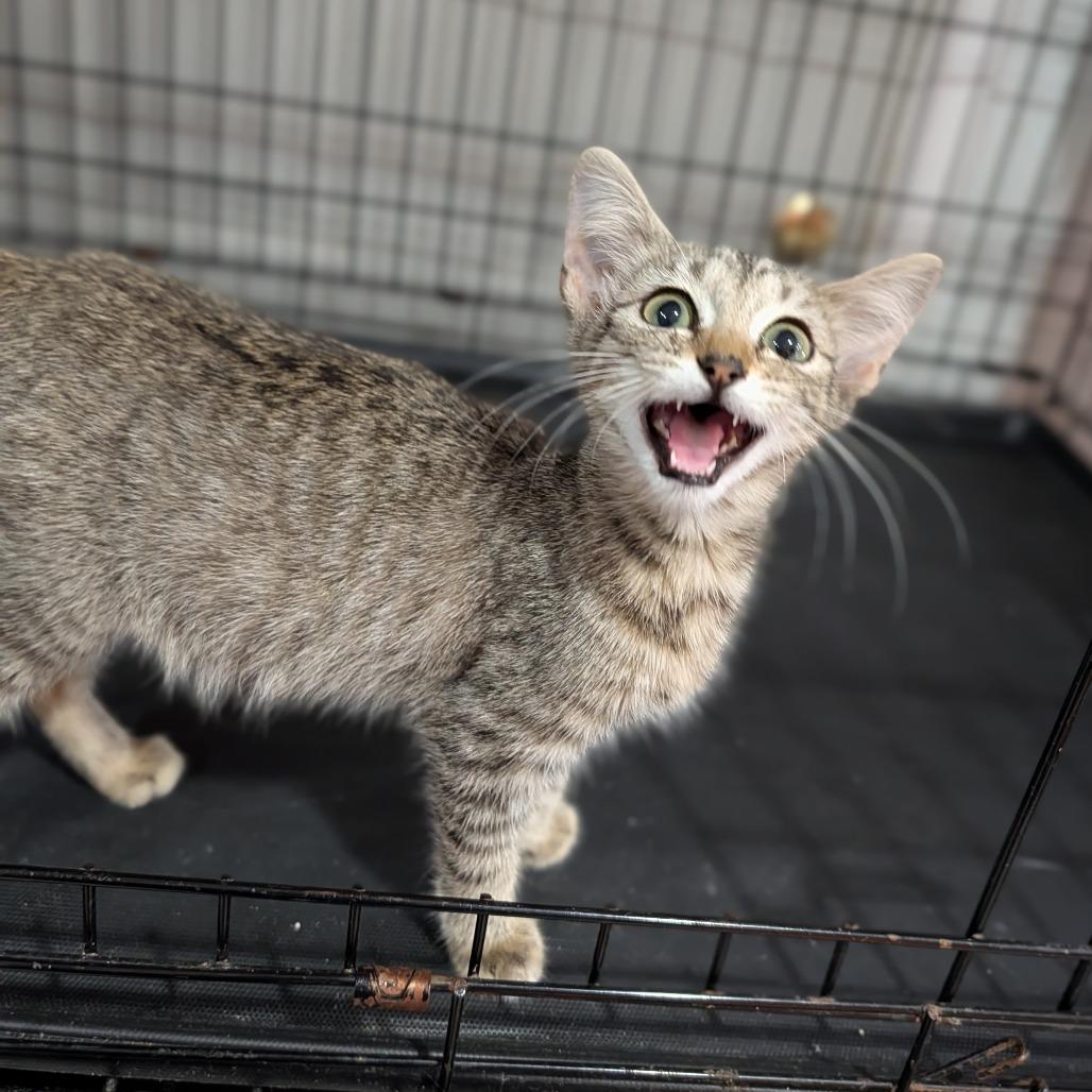 Enlarge Torchic, a ADOPTABLE Domestic Short Hair in Cape Girardeau, MO image 3/3
