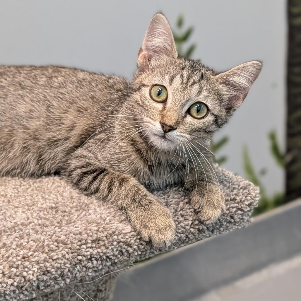 Torchic, ADOPTABLE, Kitten Female Domestic Short Hair.