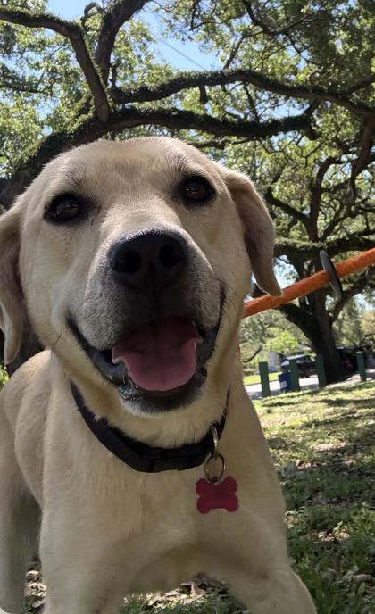 Daphne, Adoptable, Young Female Labrador Retriever & Mixed Breed.